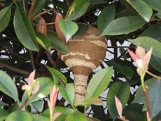 初期のスズメバチの巣の写真