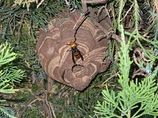大きくなったスズメバチの巣の写真