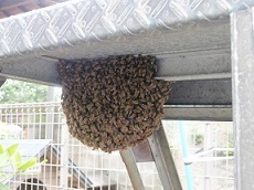 ミツバチの分封の様子の写真