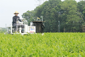 お茶畑（鈴木園）