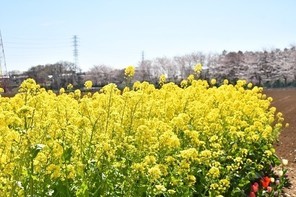 竹間沢の菜の花畑