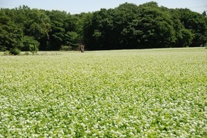 そばの花畑