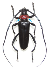 クビアカツヤカミキリのオス成虫