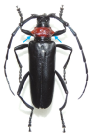 クビアカツヤカミキリのメス成虫