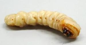 クビアカツヤカミキリの幼虫