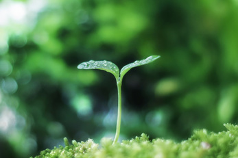 平地林の新芽