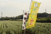 そばのお花見