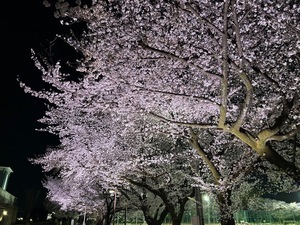 さくらライトアップ