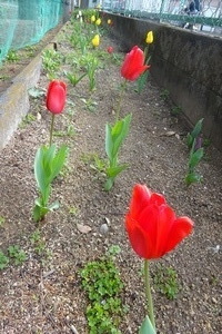 三芳小学校