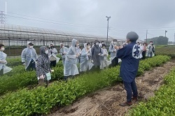 茶摘み体験の様子