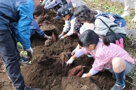 いもほり画像