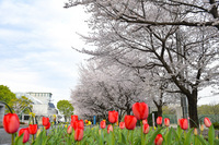 桜とチュリップとの映り合い