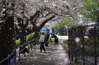 桜（花見）風景