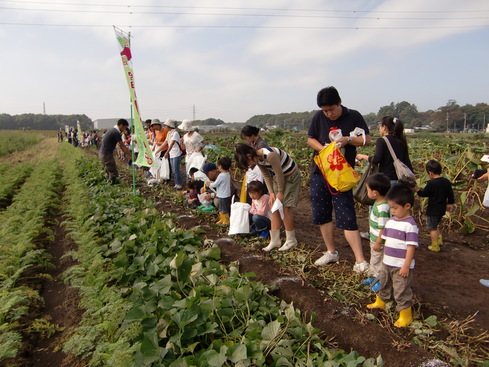 約440mのサツマイモの畝（うね）